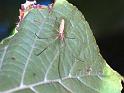 Tetragnatha_ZZXYX_F1714_Z_80_Les Gris_Frankrijk